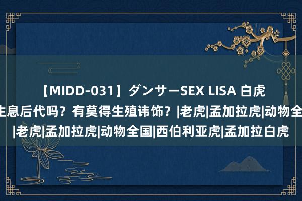 【MIDD-031】ダンサーSEX LISA 白虎跳墙找东北虎谈恋爱，能生息后代吗？有莫得生殖讳饰？|老虎|孟加拉虎|动物全国|西伯利亚虎|孟加拉白虎